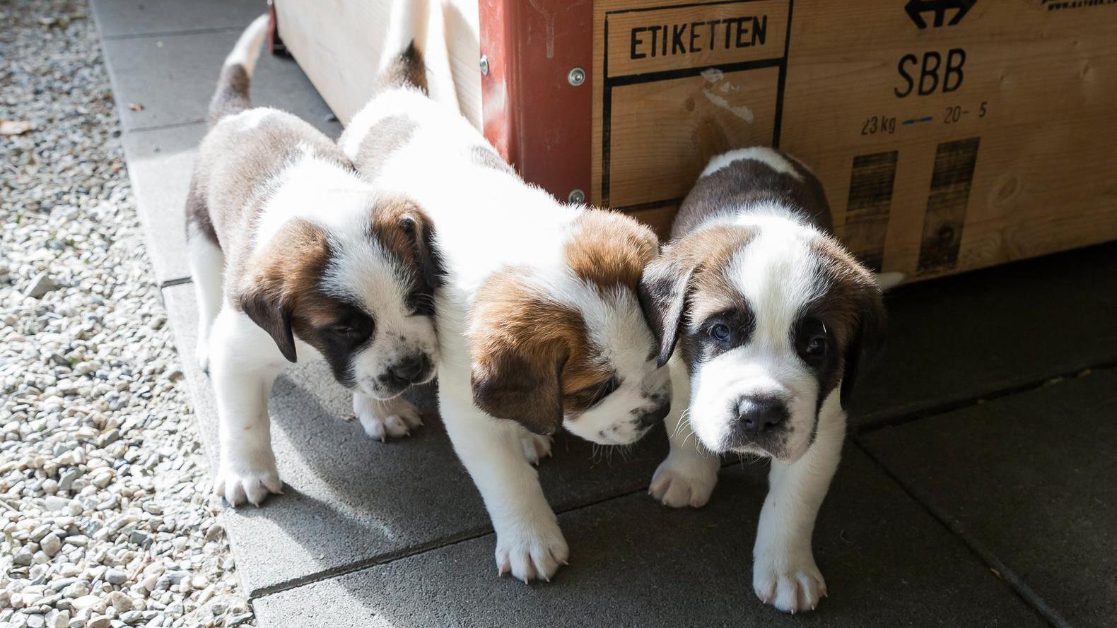 Hondentrainers: 'Knuffelen met pups op UvA slecht plan'