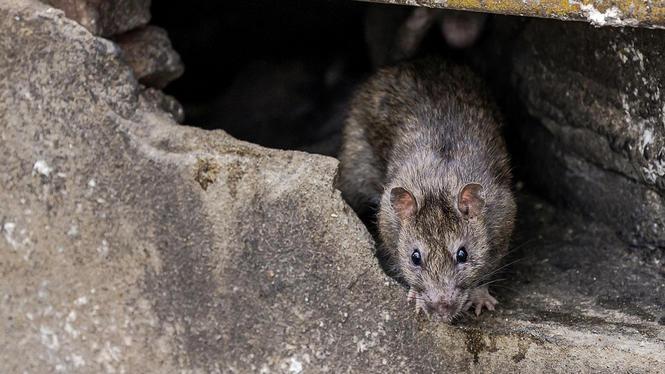 GGD: 'Oplossing rattenoverlast moet van de buurt komen'