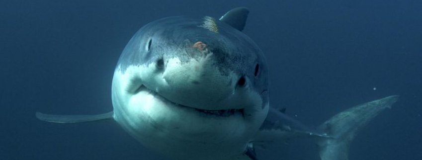 Donald Trump haat haaien en dat is goed nieuws voor de haai