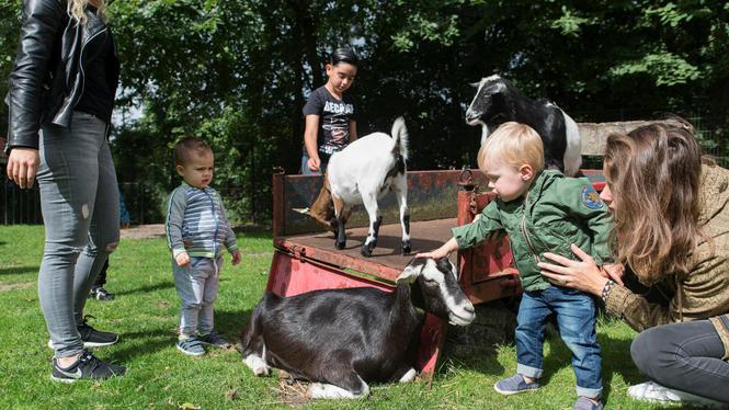PvdD: dieren kinderboerderij niet meer naar slachthuis